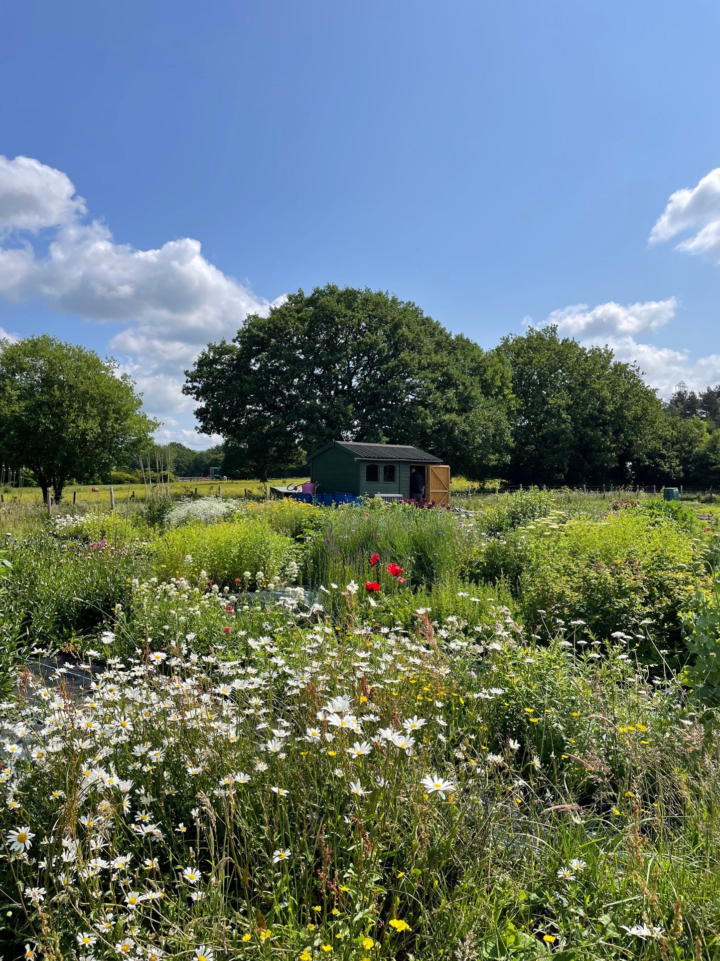 Local Flower Farm Adlington Cut Flower
