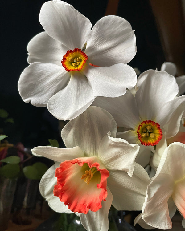 Flowers Flower Delivery Collection Mixed Buckets Locally Grown Mix Order Poynton Adlington Bollington Cheshire Gift Voucher Florist Daffodil 