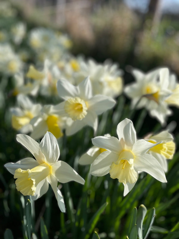 Farm locally grown Flowers Flower Delivery or Collection  Mixed Buckets Locally Grown Mix Order Poynton Woodford Adlington Bollington Cheshire Gift Voucher Florist Subscription Daffodils 