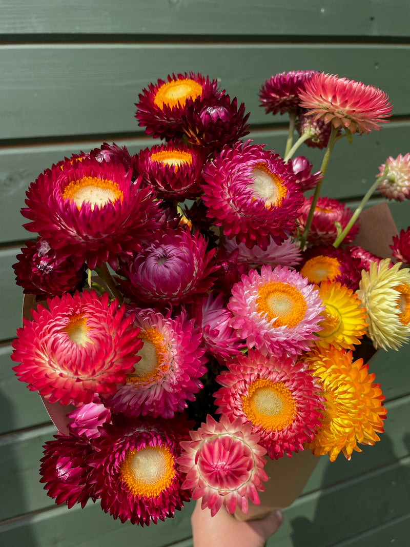 A bouquet of dried strawflowers in vibrant shades of magenta, pink, orange, and yellow, held in a brown paper bag against a dark green wooden background.